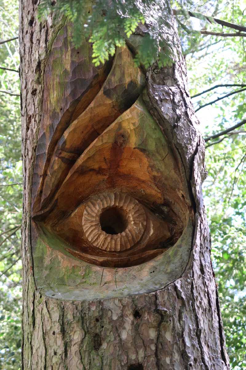 Photo of the "Eye" tree carving.